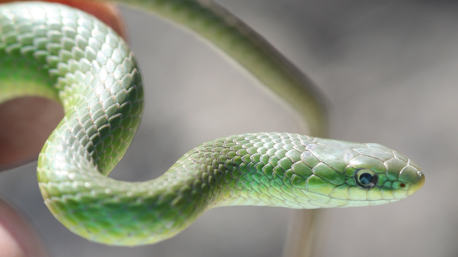 smooth greensnake