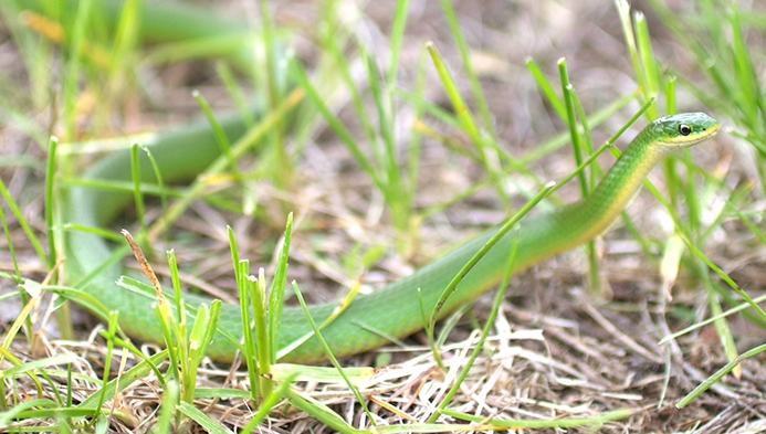 Smooth Green Snake in Grass
