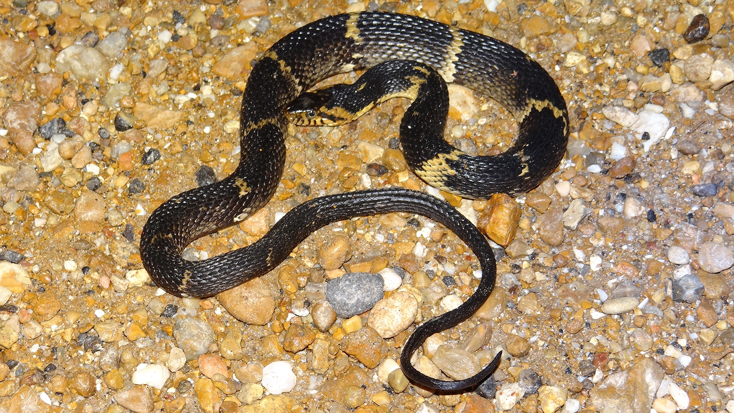 southern watersnake