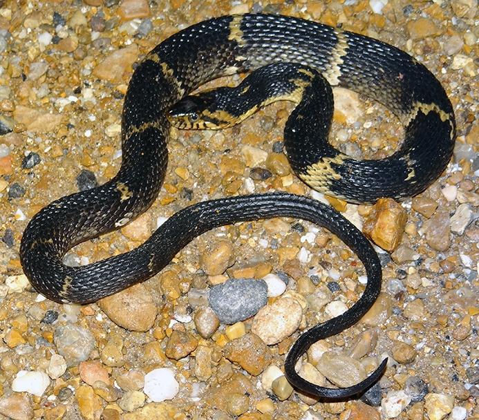 southern watersnake