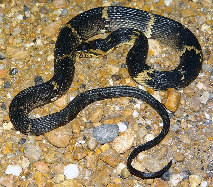 WASNSouthernWatersnake-BG