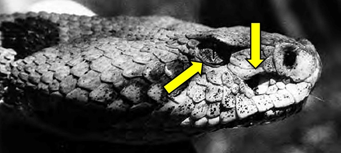 The head of a timber rattlesnake