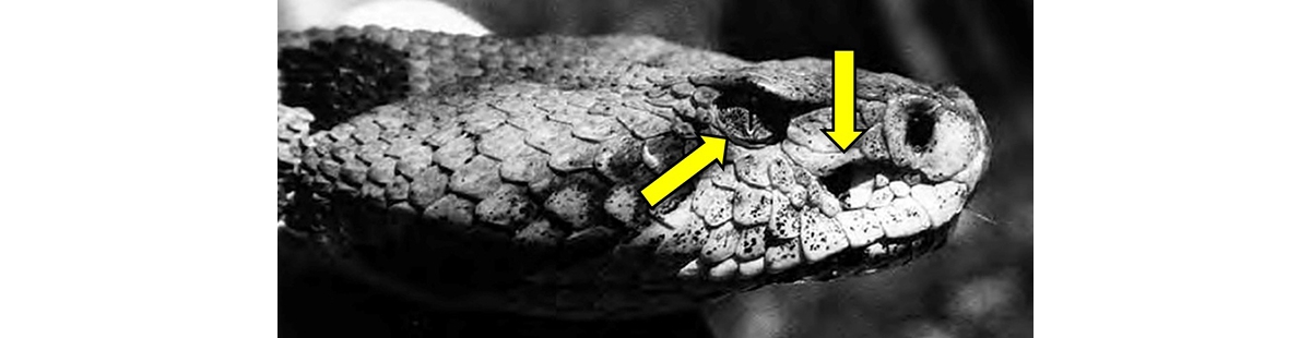 Black Pipe Snake - Encyclopedia of Life
