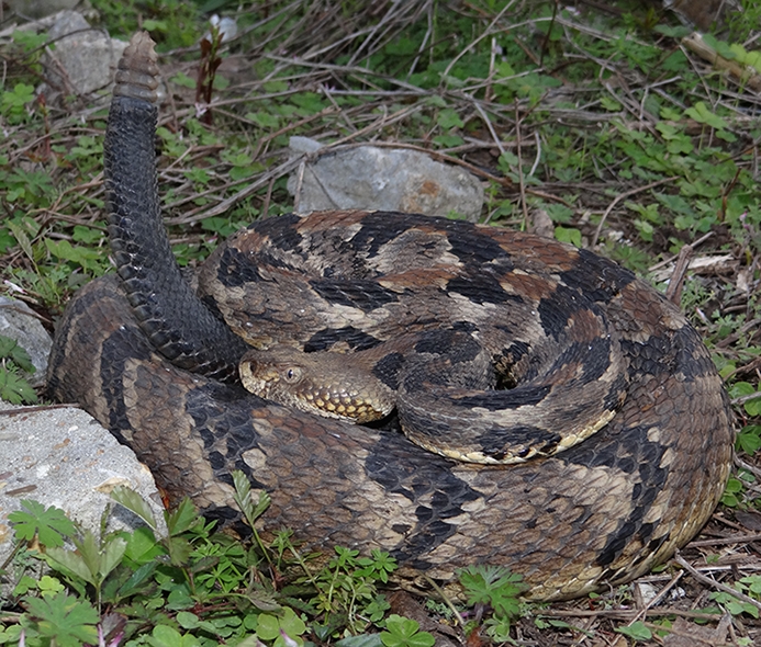 timber rattlesnake