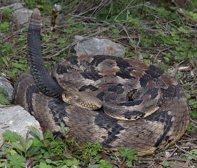 WASNTimberRattlesnake-BG