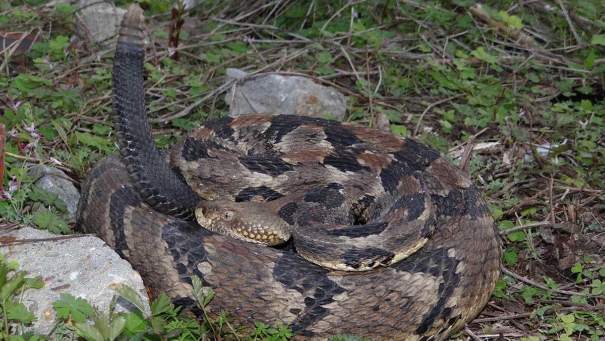 timber rattlesnake head