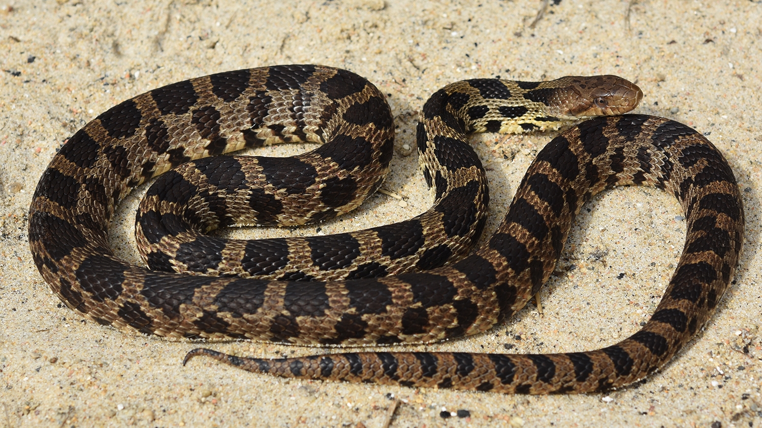 western foxsnake (Pantherophis ramspotti)