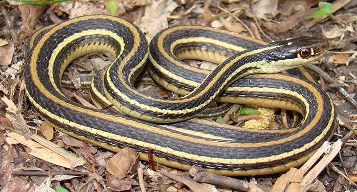 WASNWesternRibbonsnake-BG