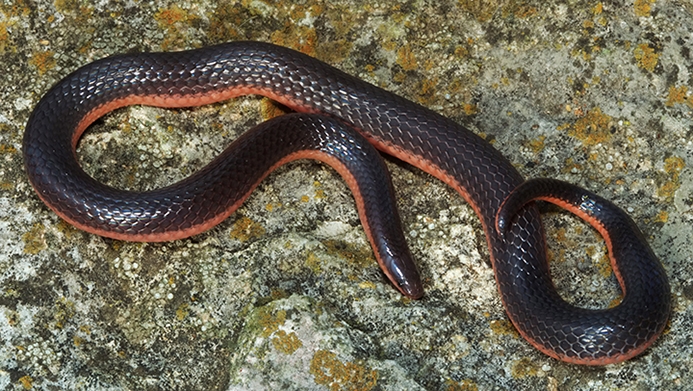 western wormsnake (Carphophis vermis)