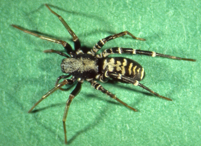 WASPAntmimicSpiderCAFemale-HG.jpg