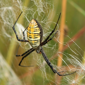 WASPBandedGardenSpiderFemale.JPG