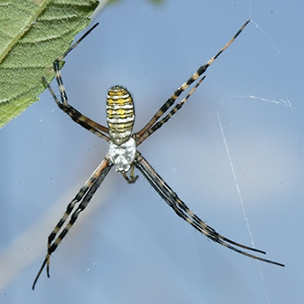 WASPBandedGardenSpiderMale.JPG