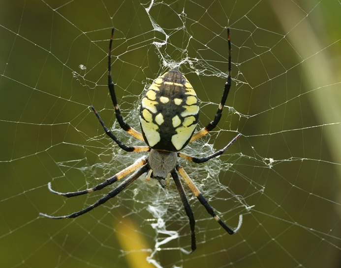 black and yellow garden spider female