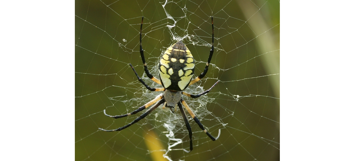 Black spider deals with yellow spots