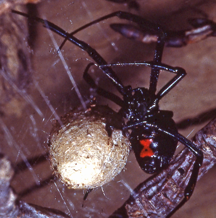 black widow spider