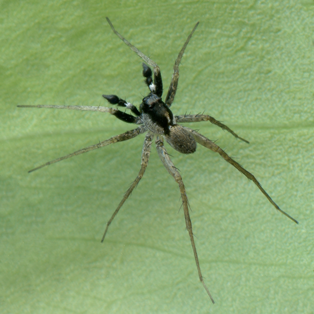 Boulder spider