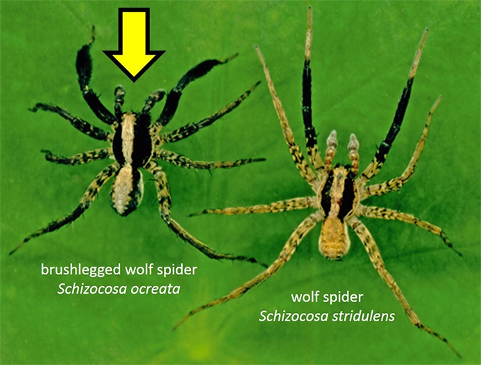 WASPBrushleggedWolfSpider-HG.jpg