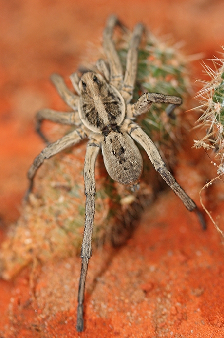carolina wolf spider male