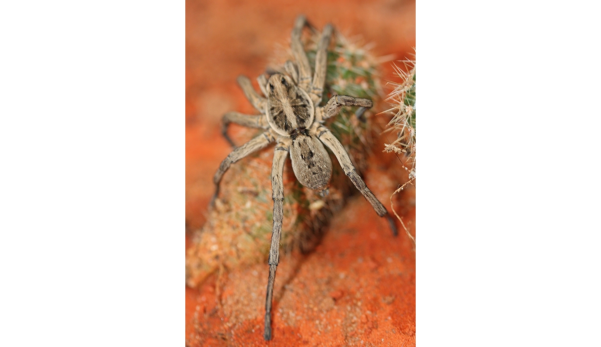 Carolina on sale wolf spider