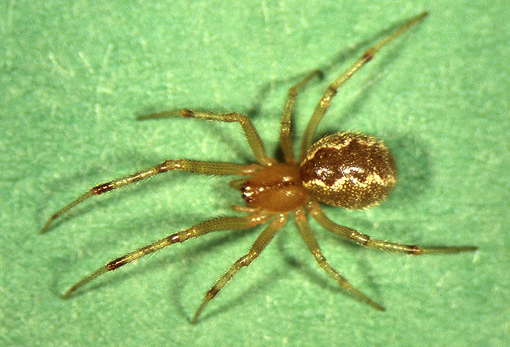 cobweb spider (Anelosimus studiosus) [female] Photo © Hank Guarisco