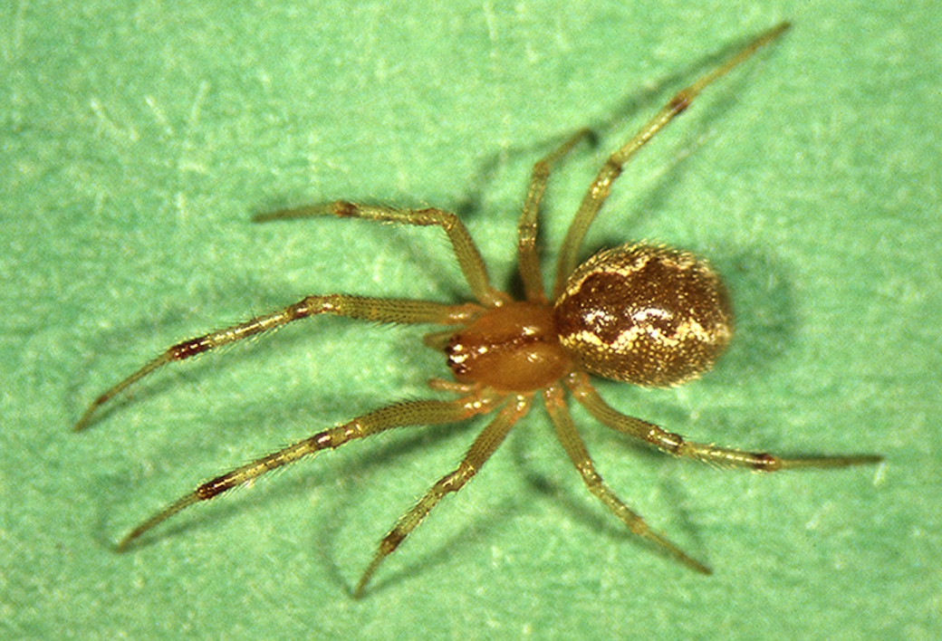 cobweb spider (Anelosimus studiosus) [female] Photo © Hank Guarisco