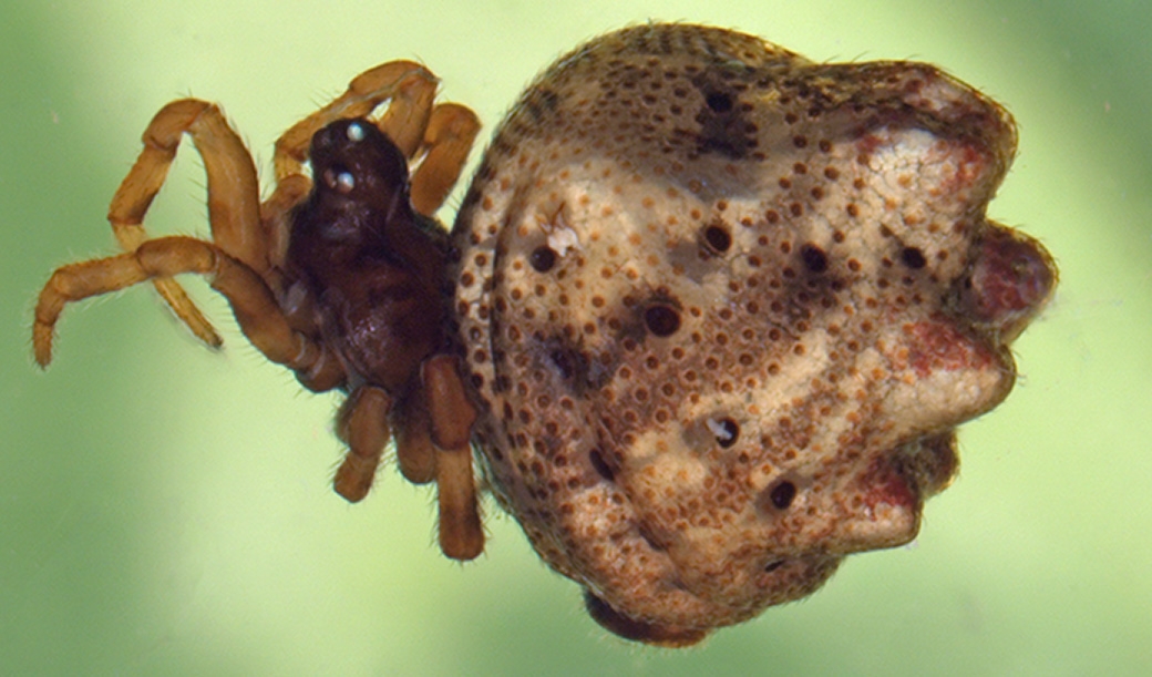 cobweb spider (Phoroncidia americana) Photo © Hank Guarisco