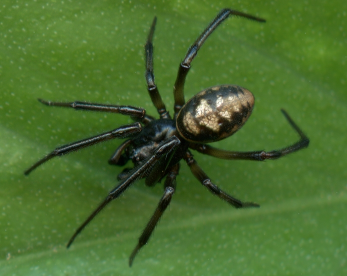 cobweb spider male