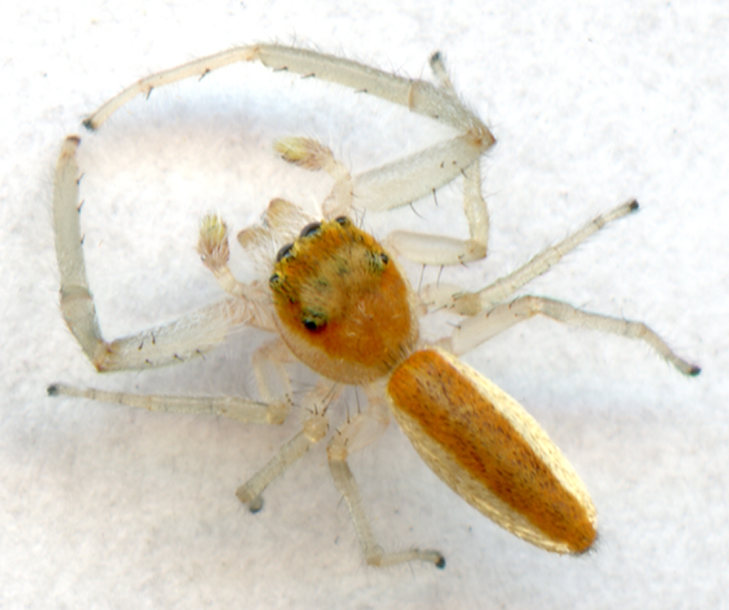 crowned hentzia jumping spider (Hentzia mitrata) Photo © Hank Guarisco