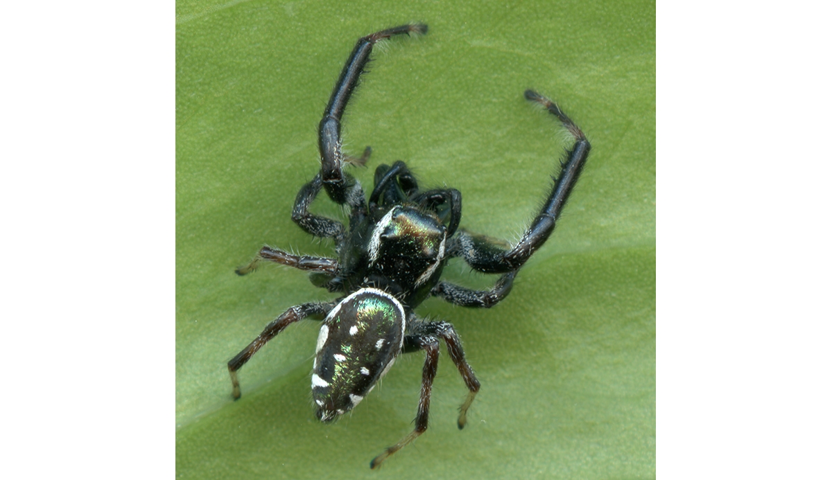 pale jumping spider