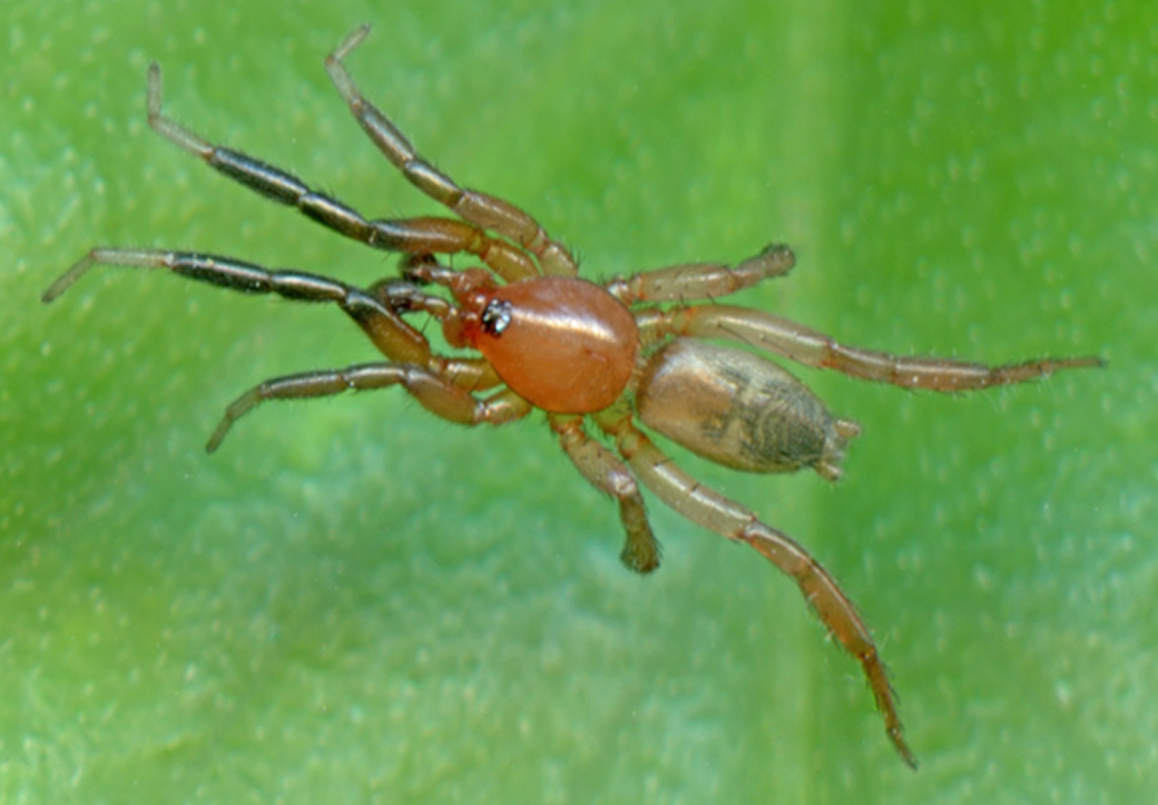 ground spider (Drassyllus lepidus) [male]