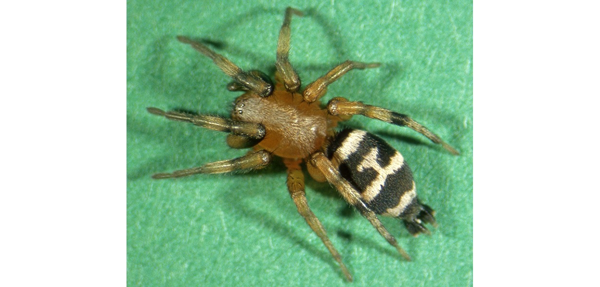 WASPGroundSpiderSC-HG.jpg
