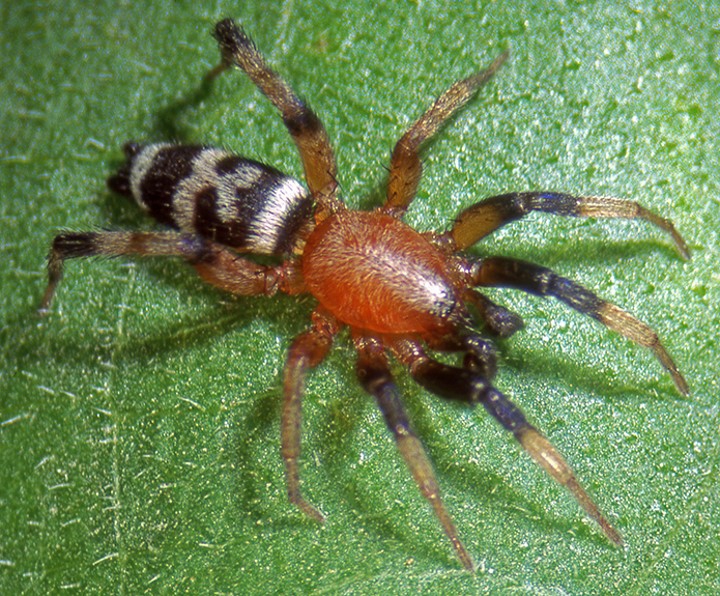 ground spider male