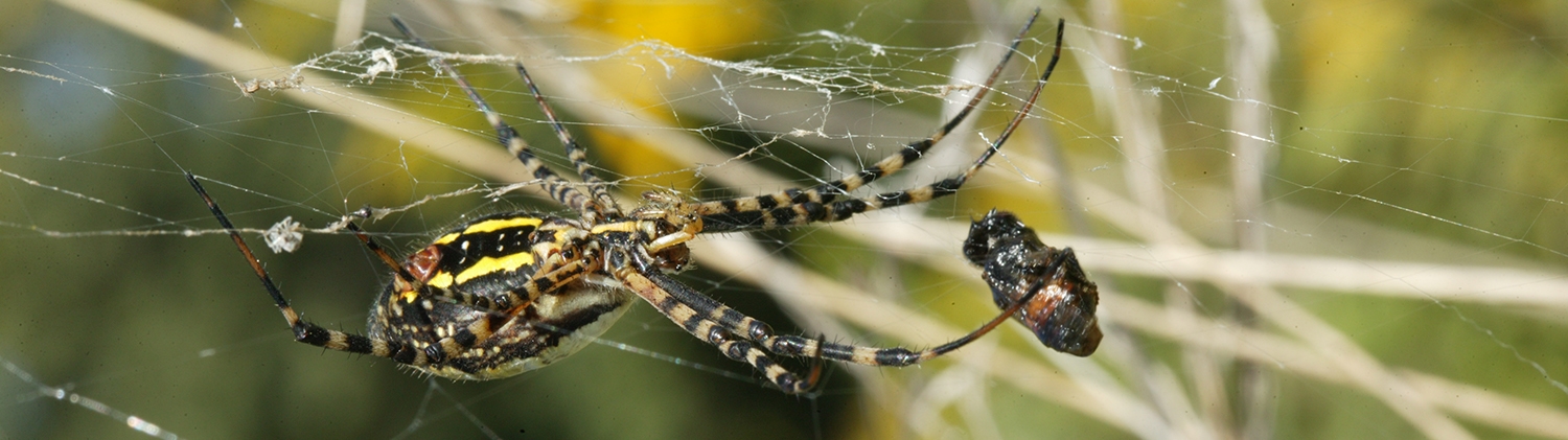 spider with prey