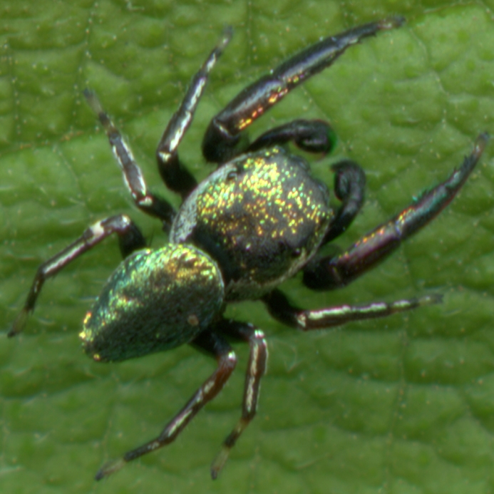WASPJumpingSpiderSPMale-HG.jpg