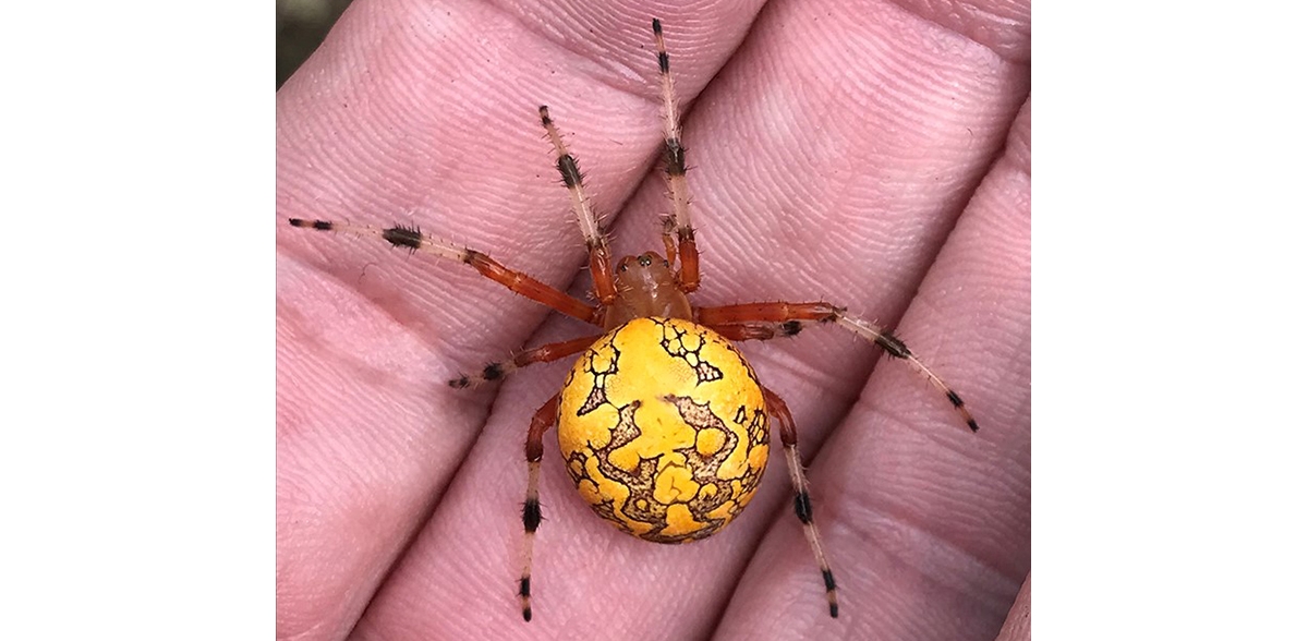 Bright orange spider - Araneus marmoreus 