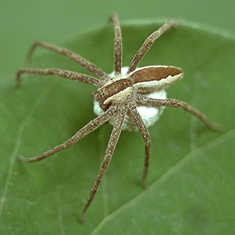 WASPNurseryWebSpiderPMStriped-HG.jpg