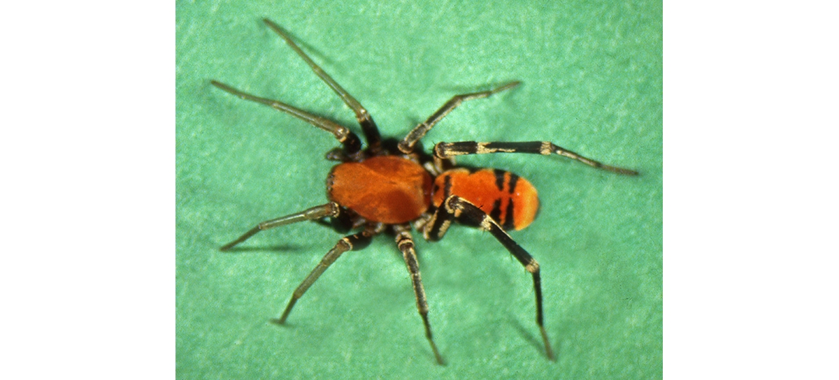 orange and black spider