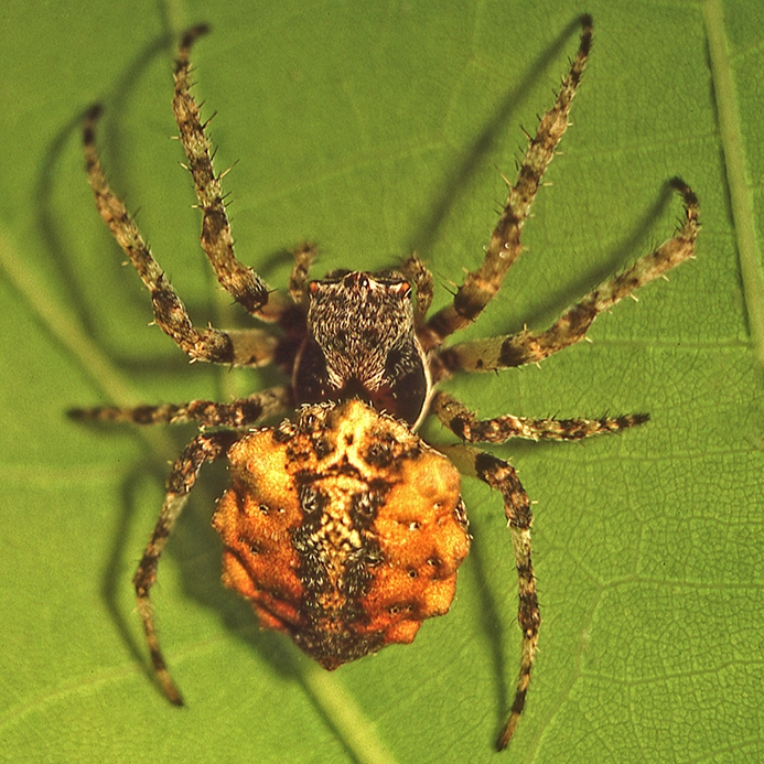 WASPOrbweaverSpiderAC-HG.jpg