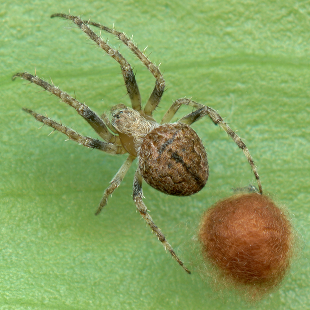 orbweaver spider (Eustala cepina) [female] Photo © Hank Guarisco