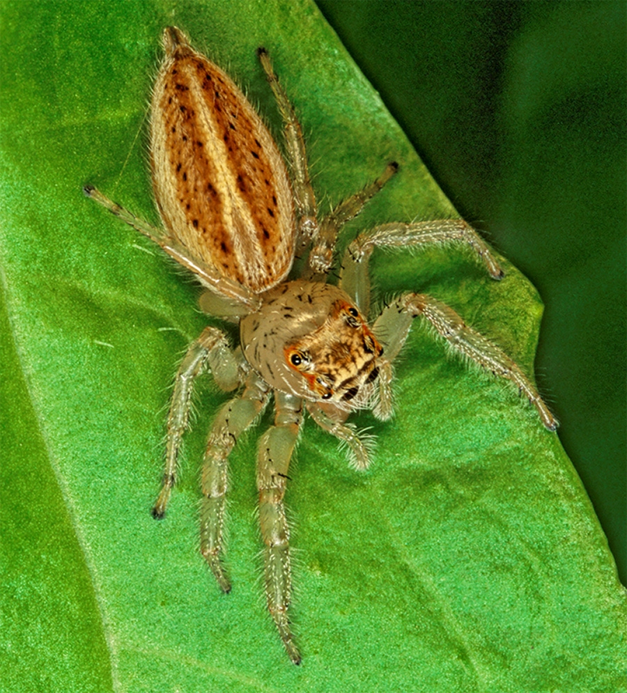 pale jumping spider (Thiodina sylvana) Photo © Rob Curtis, The Early Birder