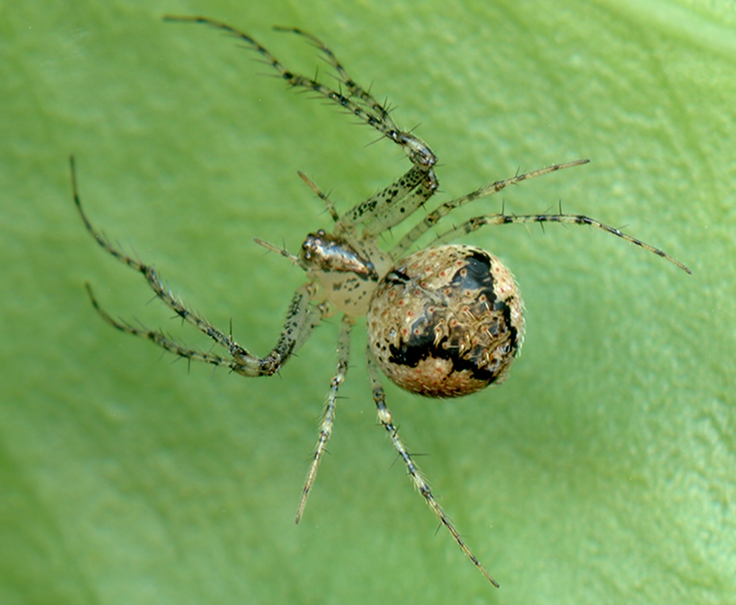 reticulated pirate spider (Mimetus notius) [female] Photo © Hank Guarisco