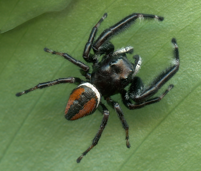 WASPRedAndBlackJumpingSpiderMale-HG.jpg