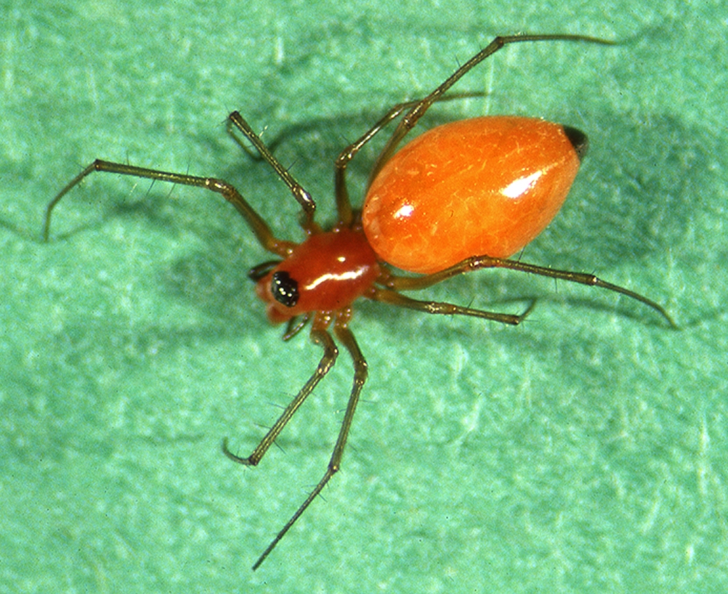 scarlet sheetweaver (Florinda coccinea) [female] Photo © Hank Guarisco