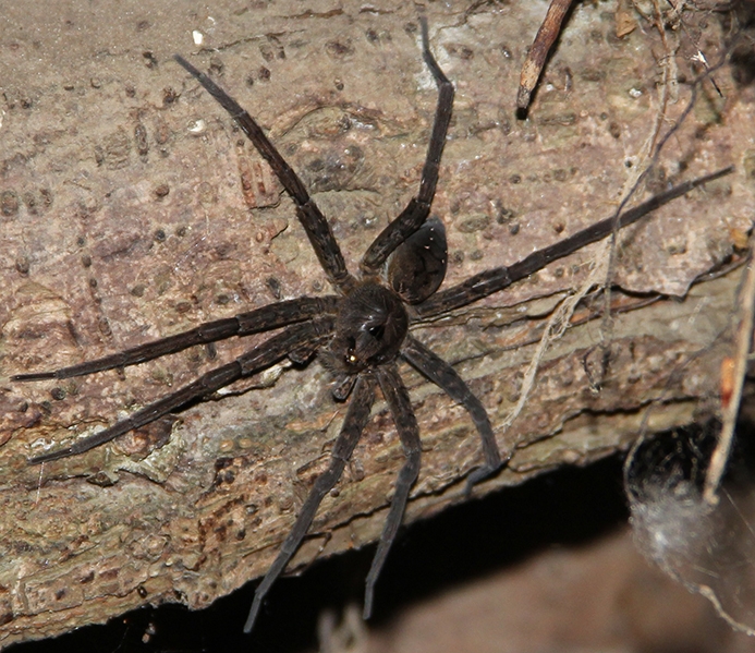 WASPSixspottedFishingSpider.jpg