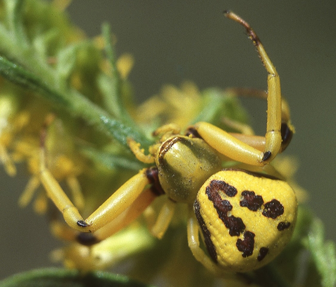 WASPWhitebandedCrabSpider-HG.jpg