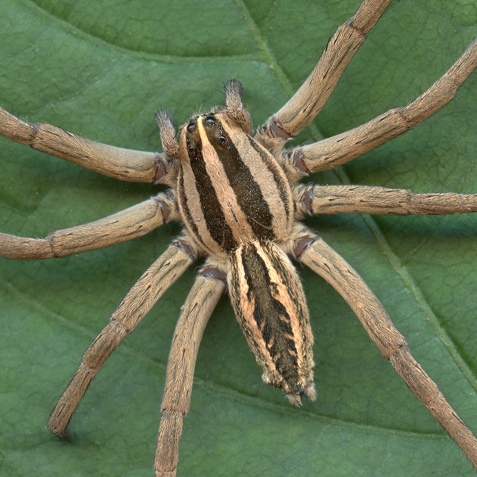 WASPWolfSpiderRRFemale-HG.jpg