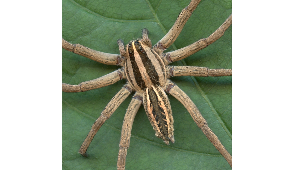 wolf spider life cycle