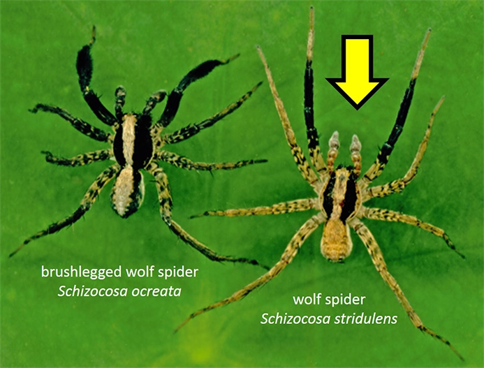 WASPWolfSpiderSS-HG.jpg