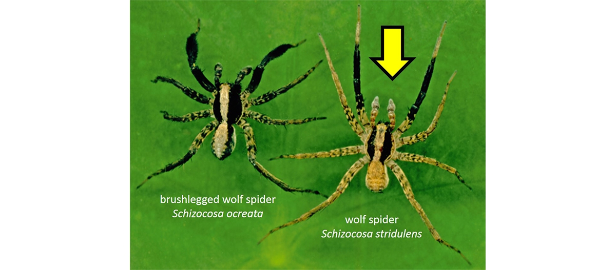 Wolf Spider vs. Brown Recluse 