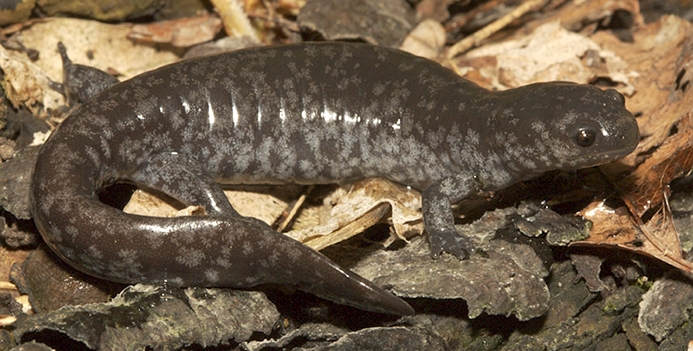 WASSmallmouthedSalamander-LM.jpg